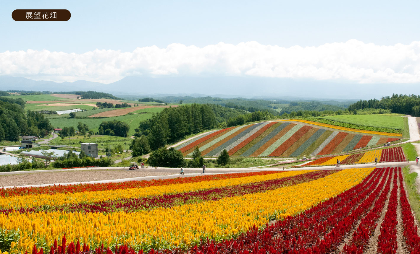 わたしたちについて 展望花畑 四季彩の丘 北海道美瑛町の観光ガーデン