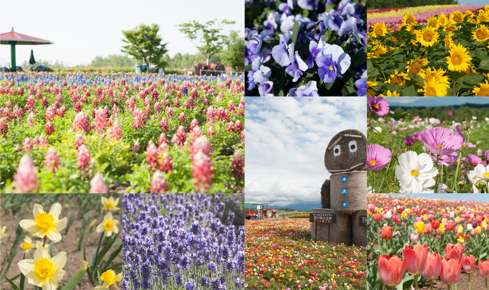 グリーンシーズン カレンダー 展望花畑 四季彩の丘 北海道美瑛町の観光ガーデン