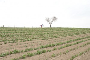 やっと桜も色がついてきました