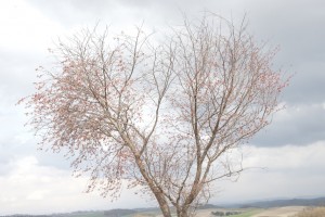 桜少しずつ開花してきました