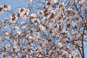 桜満開