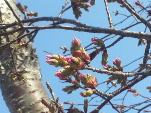 ハート型の桜の木について