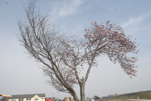 桜満開。でも・・・