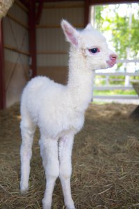 アルパカの赤ちゃん誕生❤