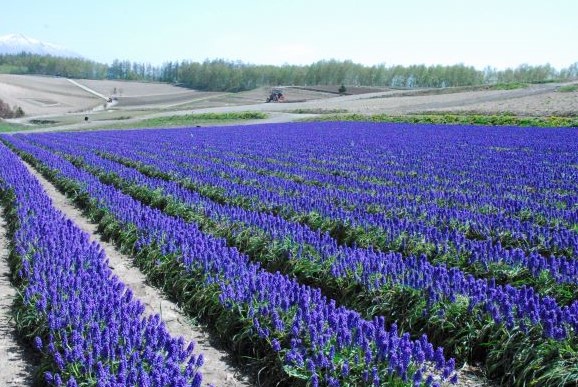 5月の開花情報