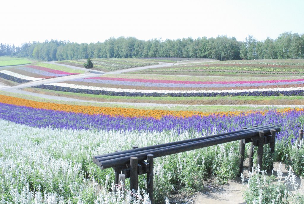 開花状況