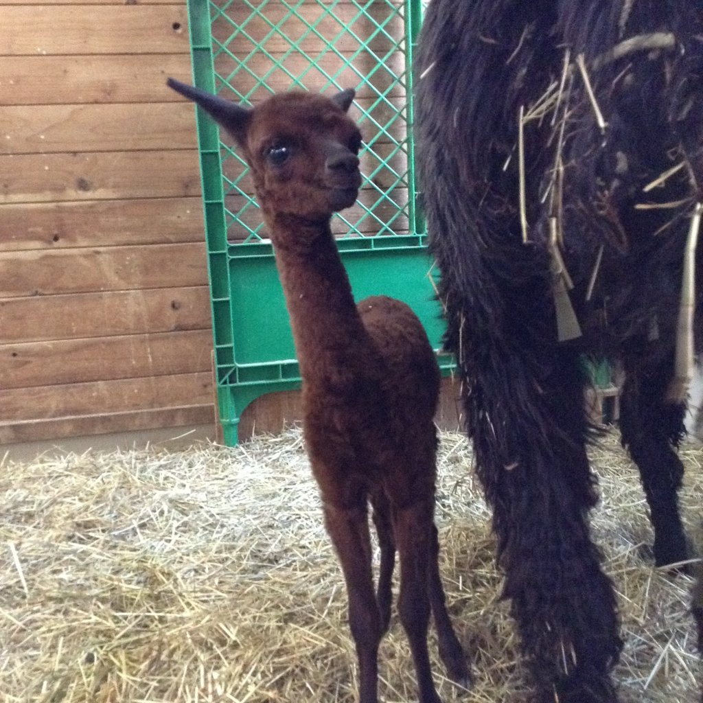 アルパカの赤ちゃん誕生