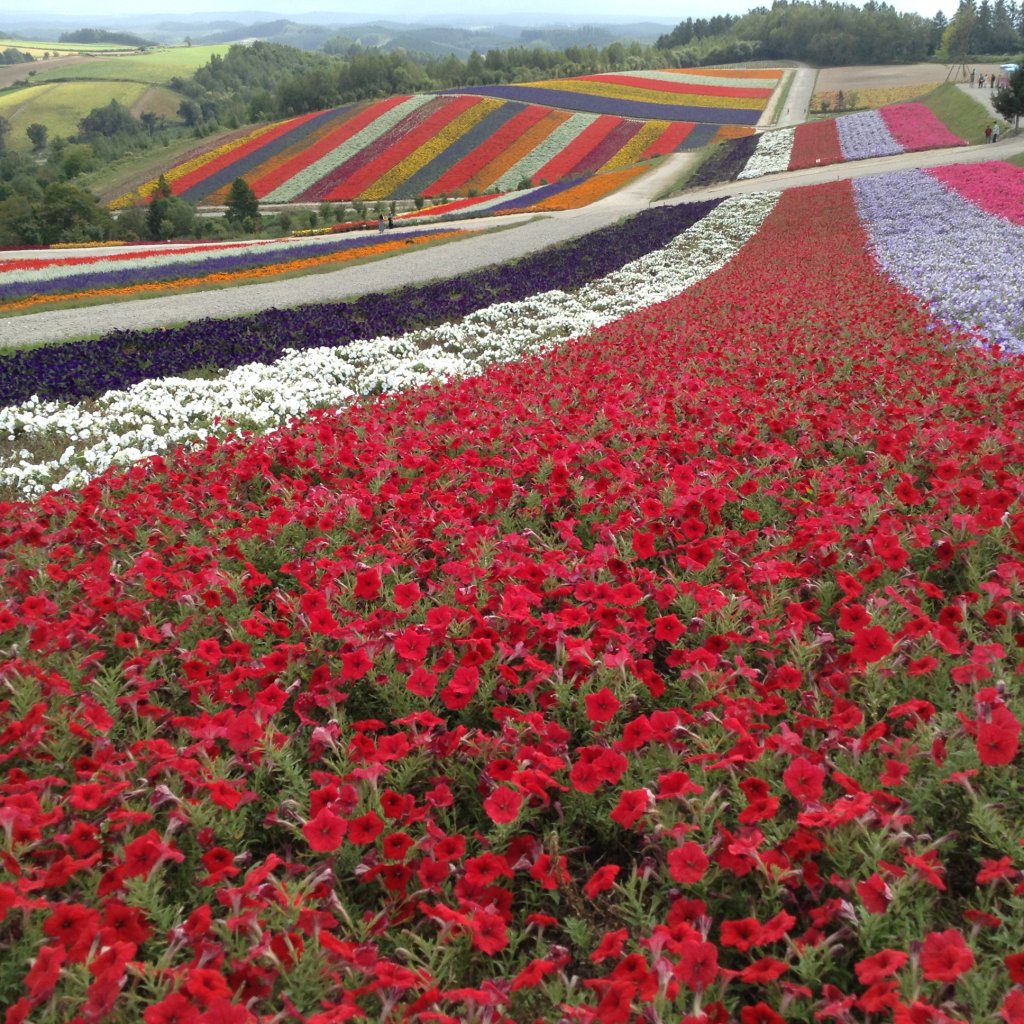 9月13日 開花状況 展望花畑 四季彩の丘 北海道美瑛町の観光ガーデン