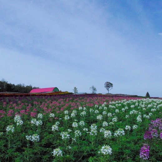 １０月３日　開花情報