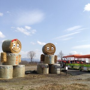 マスクも外れてにこにこ顔です。 トラクターバス「ノロッコ号」やバギー、カートも準備を終えて4月29日から運航しています。 花畑に苗を移植しています。写真は花菱草。開花が楽しみ。 連休に桜が咲きそうな美瑛町、十勝岳連邦に残雪がきれいです。