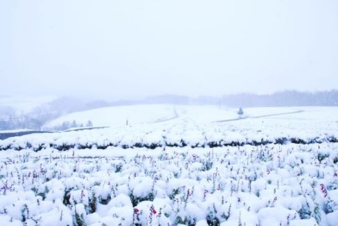 雪が降りました❆