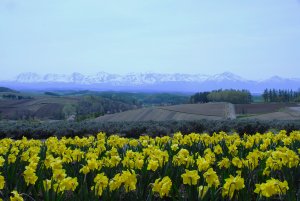 _dsc6510